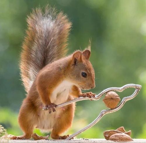 可爱的小松鼠