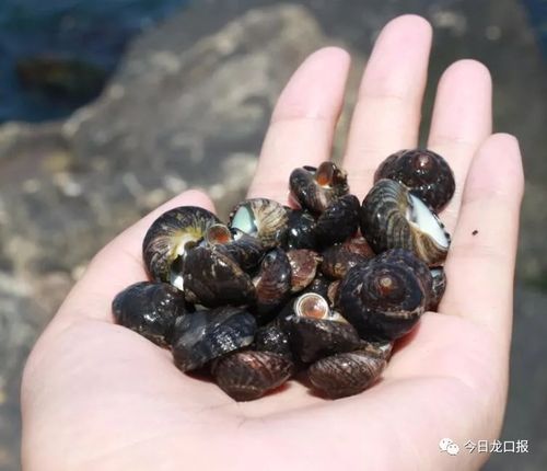 春天海水温度低,是波螺最鲜美的季节,而且波螺离水后不容易死亡
