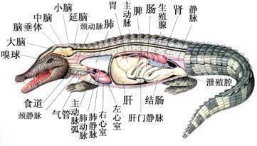 变色龙的结构图