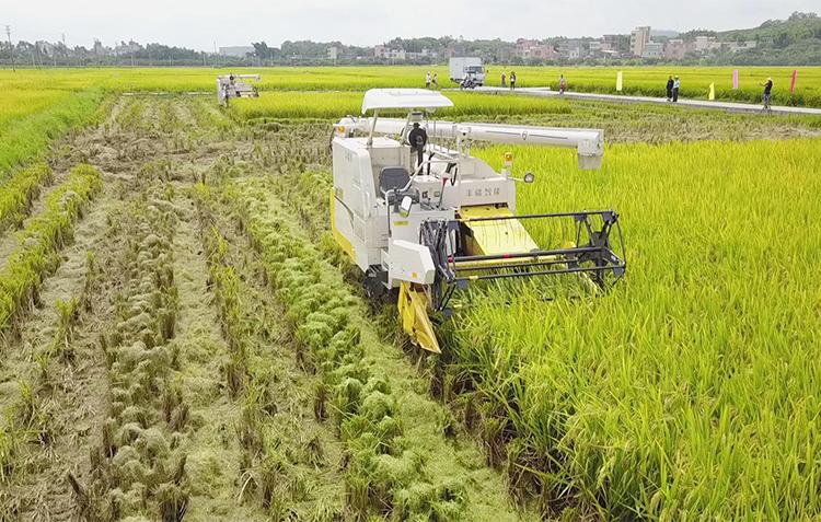 广东水稻智能机械化收割现场演示活动在从化举行