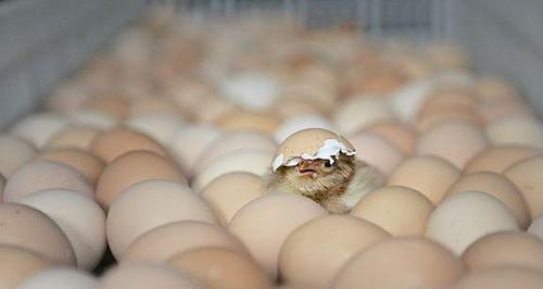 网易首页>网易号>正文申请入驻> 刚刚孵化的小鸡在我们小的时候,是有