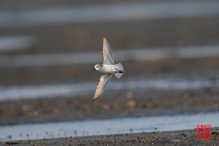 极危萌鸟勺嘴鹬