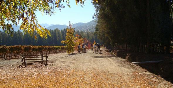 智利迈波谷(maipo valley)