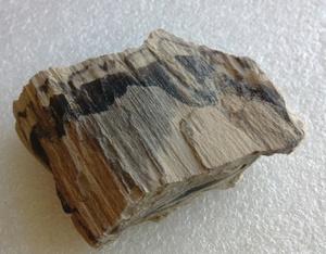 新疆天然硅化木化玉金丝玉原石英岩玉树化石戈壁玉木化石彩玉籽料