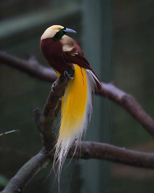 自然探秘所你知道世界不同国家的国鸟是什么吗上