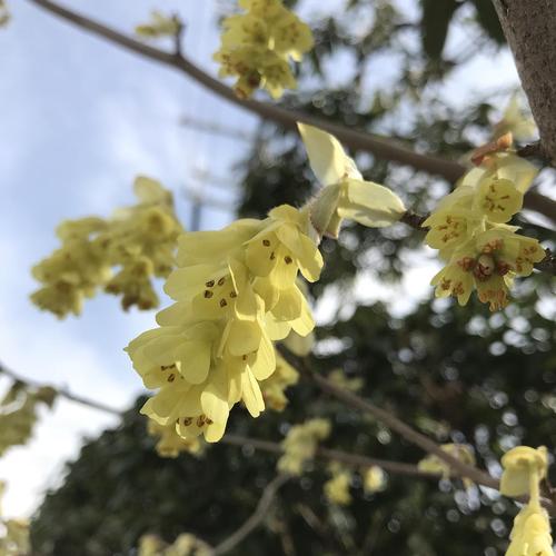 土佐水木 金缕梅科 