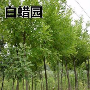 基地直销 白蜡 青榔木 白荆树 鸡糠树 冠型优美成活率高绿化苗