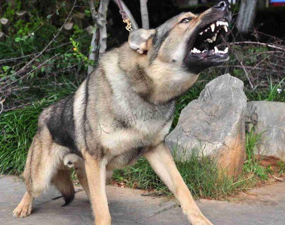 捷克狼犬,昆明犬——机警,凶猛,忠诚的特警奇"兵"