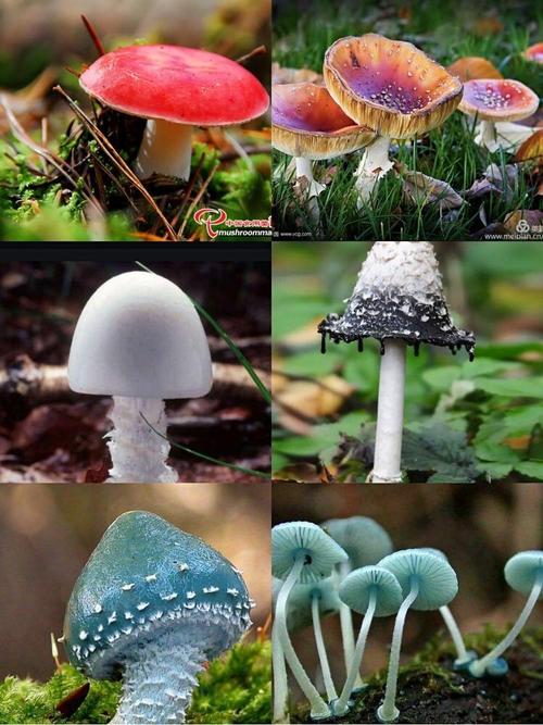 娇娇幼儿园大一班野生菌中毒防治宣传知识