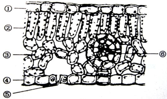 七年级生物 识图作答题