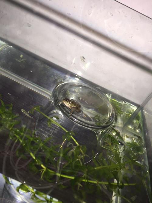 鱼缸闲着,养养这个