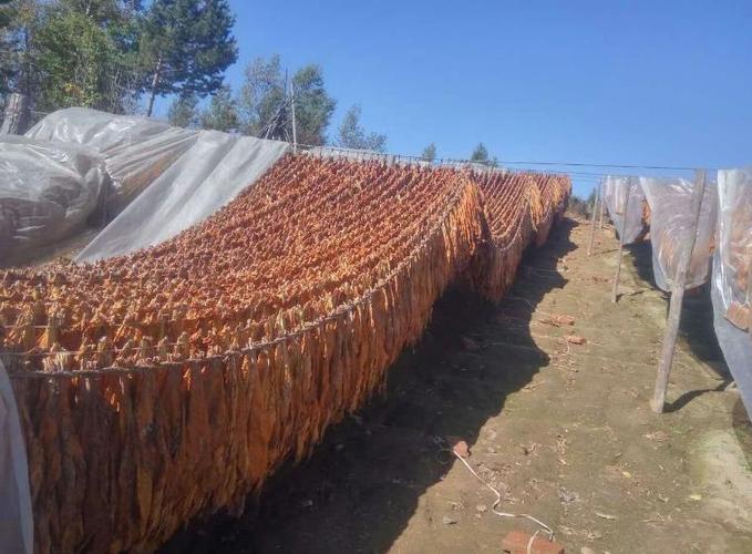 夹皮沟旱烟批发,老种植户,欢迎联系我们.