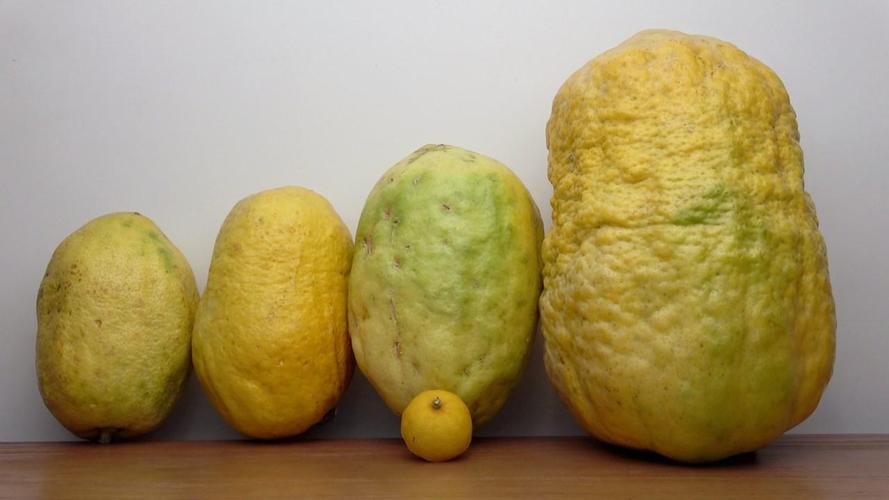 个头超大的香橼有13斤重,你吃过吗?