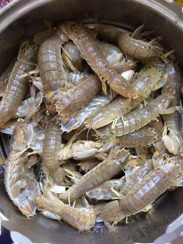 皮皮虾最肥美的季节,鲜甜味美,大家千万不要错过