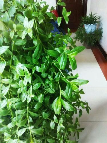 鸭舌草(雨久花科)