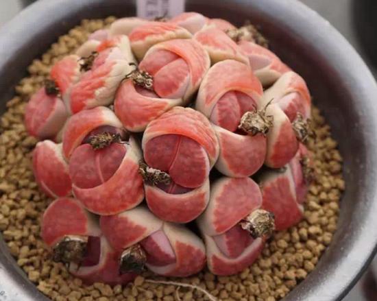 养了一盆生石花,看着可爱不要扒,一不留神就死了