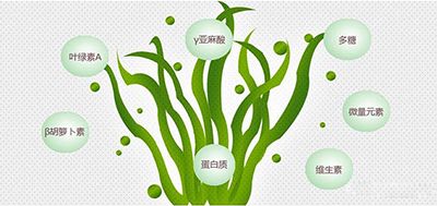 上海净信冷冻研磨仪处理螺旋藻-提取资源再利用