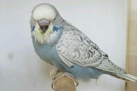 虎皮鹦鹉有多少个品种,附图片对比,看完刷新你的认知