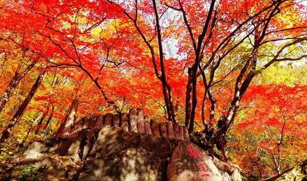 东北秋色6天5晚跟团游【长白山 关门山红叶 本溪红海滩 望天鹅十五道
