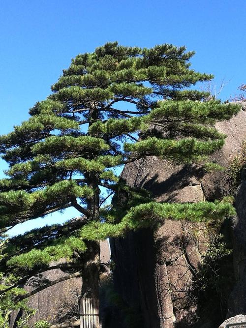 多么美啊,松树长在悬崖峭壁,长在深壑幽谷,和石头相依相偎,奇特的天然