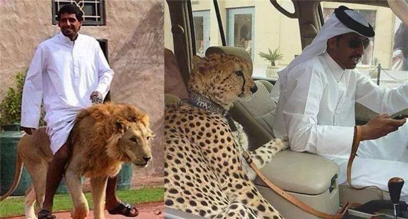 霸气狮子老虎当宠物养