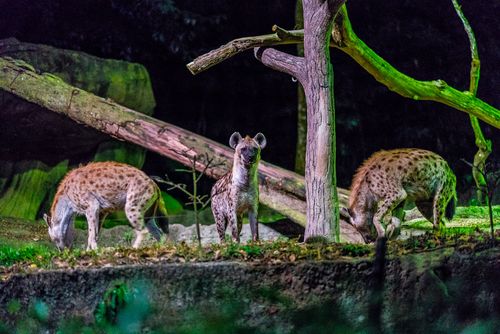 is singapore night safari worth the expense?