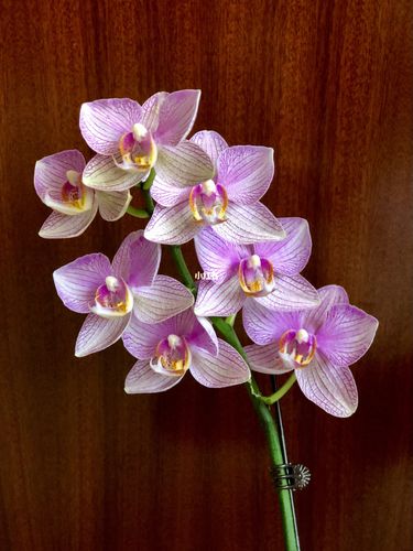 蝴蝶兰小记|超群水晶_蝴蝶兰_蝴蝶兰怎么养_家居家装