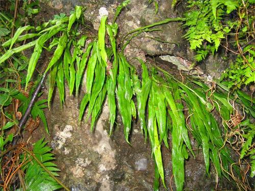 1ezpyiamp;id=522199015320 石韦为水龙骨科植物庐山石韦,石韦或有柄