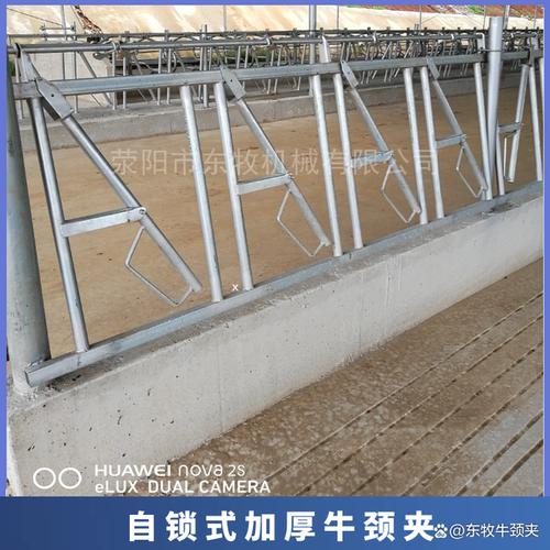 牛颈夹需要注意什么