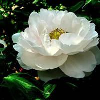 白牡丹花头像图片大全 白色牡丹花唯美头像_微信头像图片大全