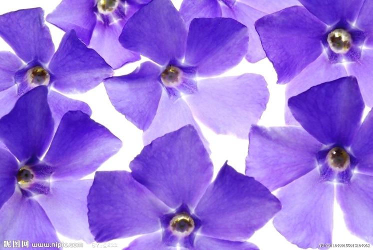 紫罗兰特写图片