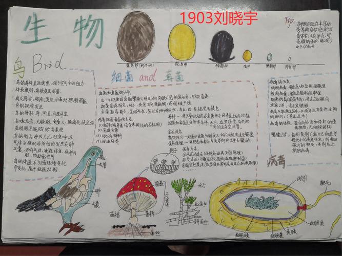 生物大观园---高坪中学1902,1903班生物手抄报作品展示