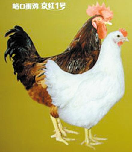 贵阳京粉/京红蛋鸡苗-贵阳供应京粉/京红蛋鸡苗