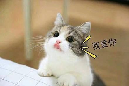 老婆我爱你表情包大全