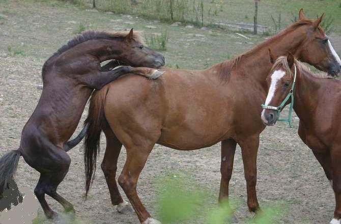 动物交配 和谐陶醉