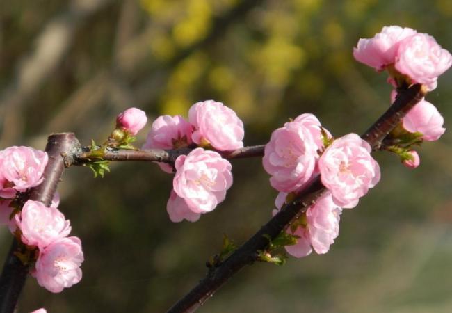 樱桃花图片