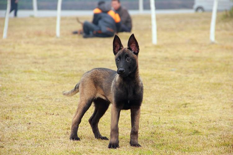 养殖马犬需要注意什么 马犬幼犬多少钱一只