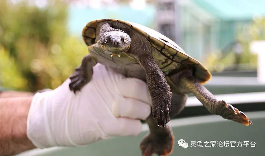 宽胸癞颈龟属下的四大癞颈龟