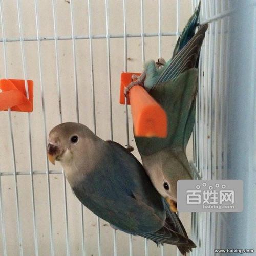 [牡丹鹦鹉]人工繁殖手养蓝银和绿金