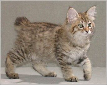 宠物大全:美国短尾猫的详细资料