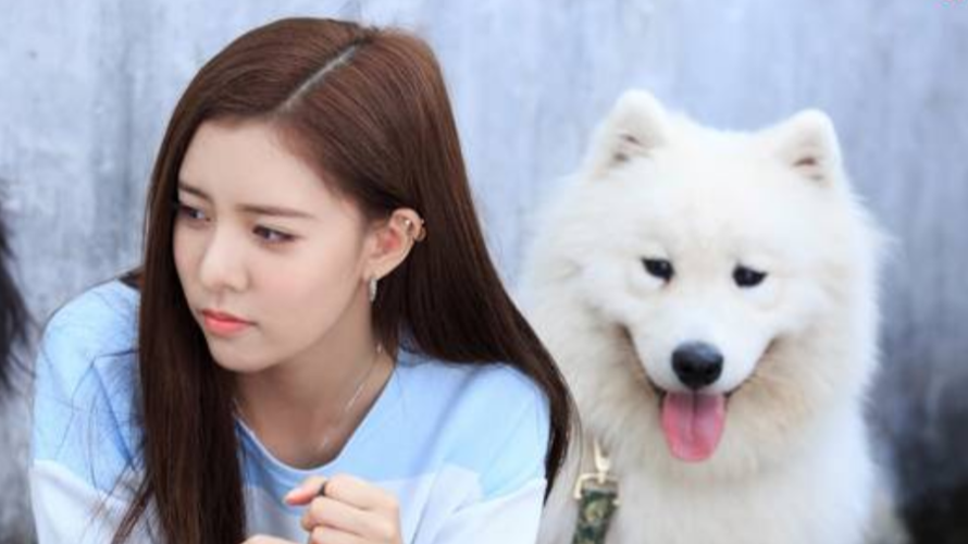 神犬小七3:小小七是小七的儿子,救了它老爸,众人都非常宠爱它