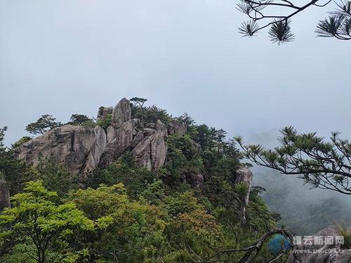 每日一景丨听!缙云大洋山花开的声音