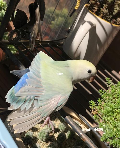 不加滤镜都辣么美_滤镜_昆明攻略_牡丹_手养牡丹鹦鹉