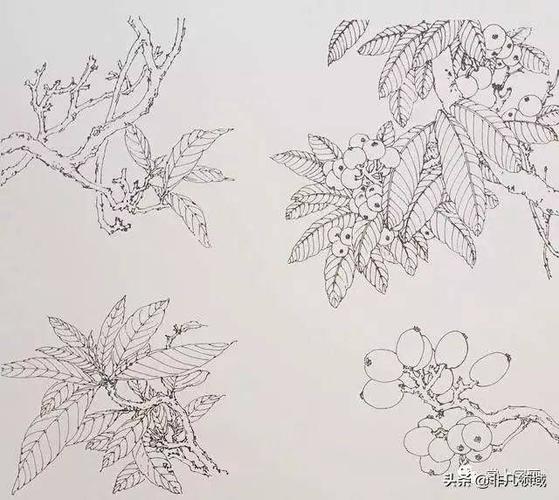 写意枇杷画法步骤