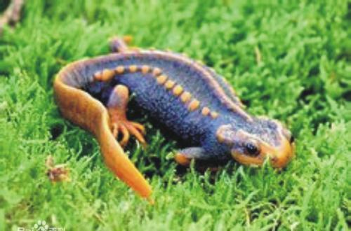 ">蝾螈科 /a> a target="_blank" href="/item/两栖动物/305362" data