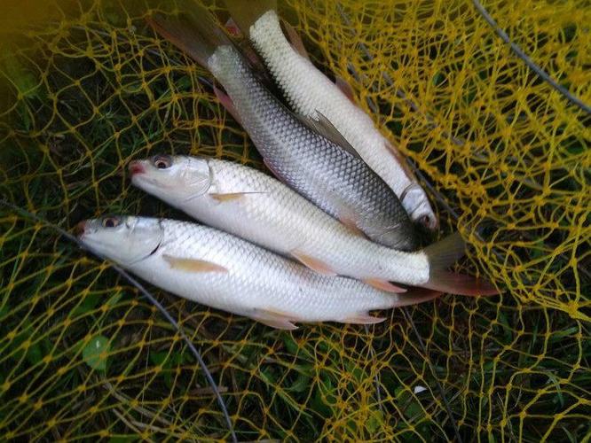 土鲮和泰鲮麦鲮鱼的区别