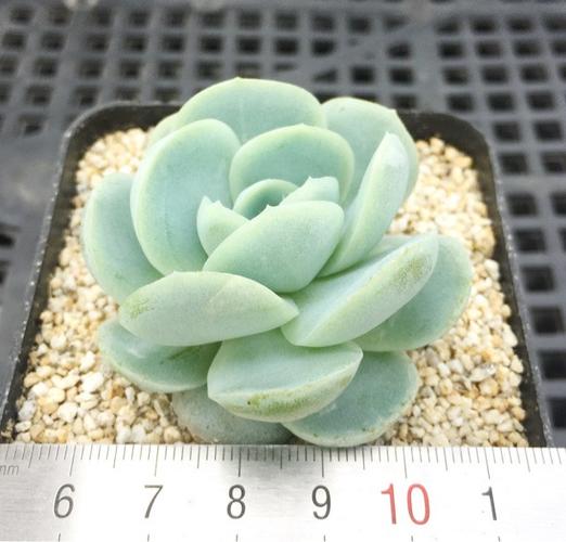 这是冰梅还是贝瑞?