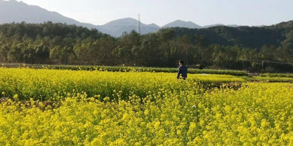 仿佛一块块或大或小的黄绸 铺满在山脚下,村庄前,古屋后 翁源油菜花海