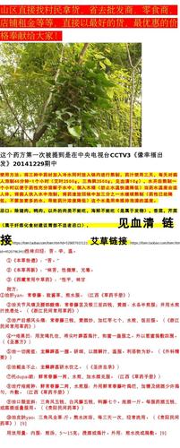 野生新鲜中草药材三角枫 常春藤 泡澡草药 可搭艾草见