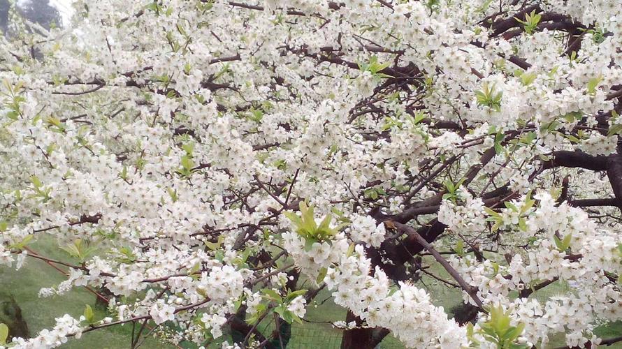 成都周边大邑雾中山李花节拉开帷幕!(2019年3月9日-4月10日)